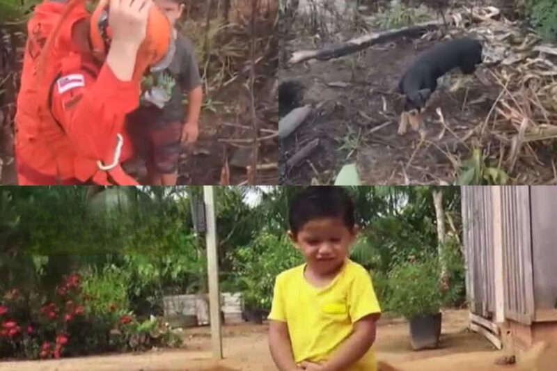 Menino de 2 anos sobrevive 16 horas perdido na Floresta Amazônica protegido por cães; Mãe se emociona: “Vou pedir a guarda compartilhada dos cachorros!”
