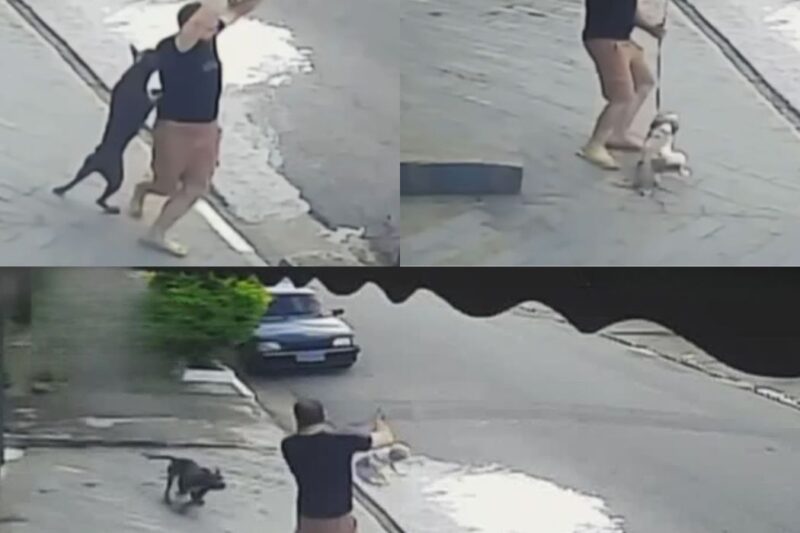 Tutor age rápido, coloca Shitsu no teto do carro e o salva de ataque de Pitbull: “Eu sabia exatamente como ele ia reagir”
