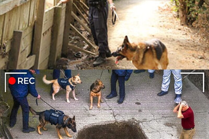 Cães Farejadores Se Recusam a Sair… Até a Polícia Encontrar Algo Chocante!