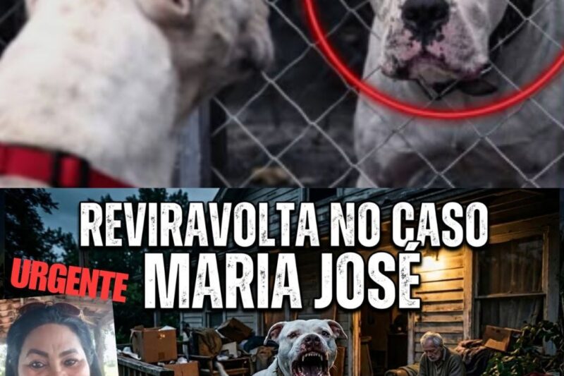 CASO BACABAL CÃO ATACOU TUTORA TEM MUDANÇA NA INVESTIG