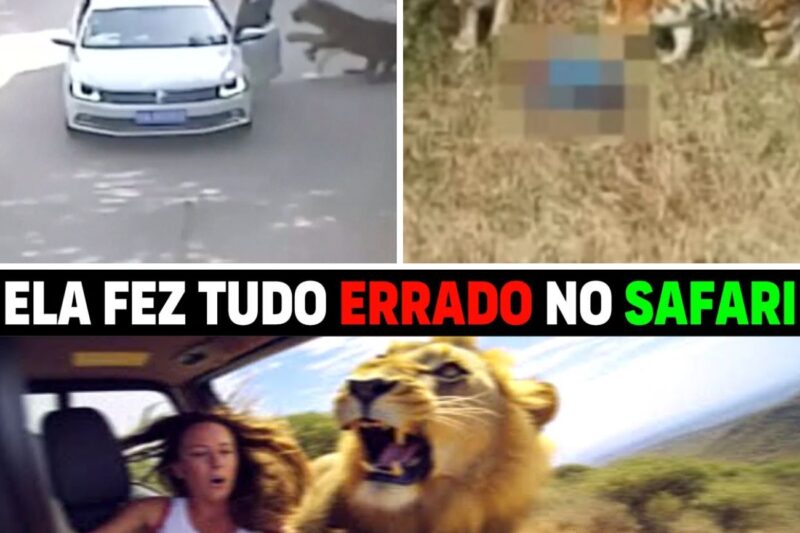 “VOCÊ NÃO MANDA EM MIM, EU VOU SAIR SIM E NÃO ME INTERESSA SUA OPINIÃO!”: A fúria de uma briga conjugal que abriu as portas para o ataque de tigres no Parque de Badaling e chocou o mundo