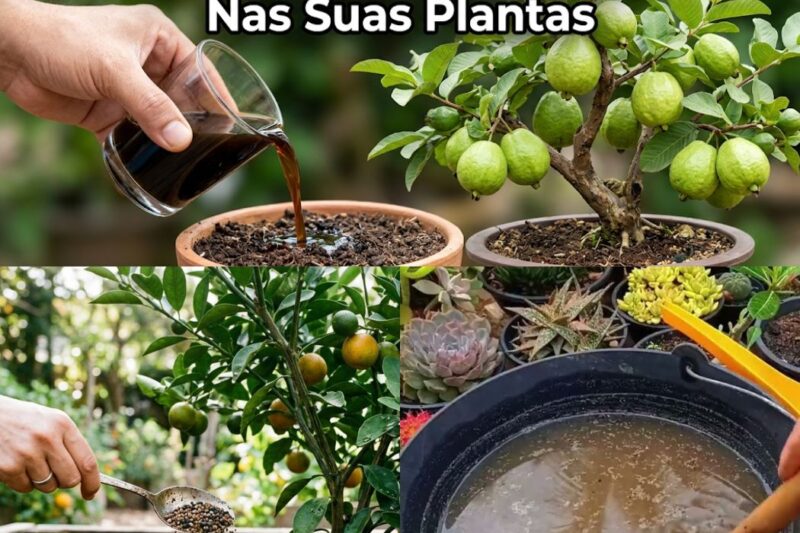 Frutíferas Produzirão num Instante: O Protocolo Botânico Definitivo para Despertar a Frutificação