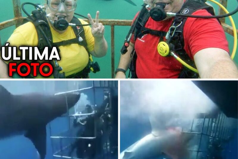 “VOCÊ ESTÁ EXAGERANDO SÓ PARA ASSUSTAR A GENTE, EU PAGUEI POR ESSA VIAGEM E VOU SAIR PARA TIRAR A FOTO PERFEITA!”: A arrogância diante do perigo, a quebra de protocolos e o trágico fim de um casal que abandonou a gaiola de proteção e acabou neutralizado por um grande predador