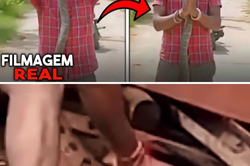 “SE VOCÊ QUER VER MINHA MORTE AO VIVO, CURTE E COMPARTILHA PORQUE EU VOU AGARRAR ESSA VÍBORA AGORA!”: Influenciador digital morre imediatamente após ser picado por Víbora de Russell 