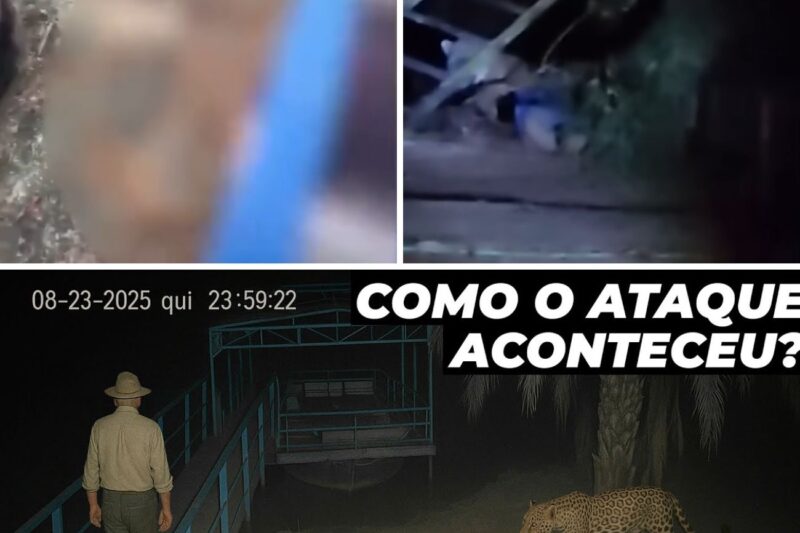 “VAI COMER O JORGE! DÃO, NÃO COME NÃO!”: O Alerta Macabro em Tom de Brincadeira, Rastro de Sangue no Chão do Rancho e os Detalhes do Ataque Brutal da Onça-Pintada de 94 kg que Dilacerou o Caseiro no Pantanal