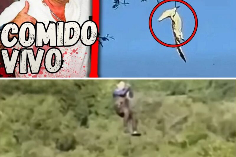 “NÃO ENTRE NA ÁGUA, A CORRENTEZA É SÓ O COMEÇO DO SEU PESADELO!”: A Farsa da Travessia Segura, o Resgate do Monstro de 4 Metros por Helicóptero e o Segredo Macabro de Seis Vítimas Ocultas no Estômago do Crocodilo Gigante de Komatipoort