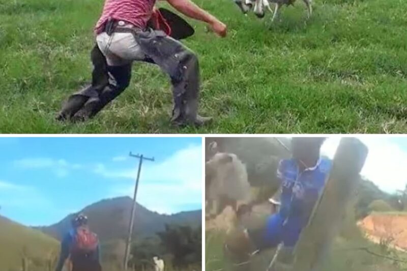 “AVISEI QUE A BRINCADEIRA IA TERMINAR EM MORTE, MAS VOCÊS PREFERIRAM DEBOCHAR DO ANIMAL ACUADO!”: Provocação Idiota a Gado Nelore Rompe os Limites da Sanidade, Ativa Instinto Assassino e Deixa Ciclista Morto Pisoteado no Interior