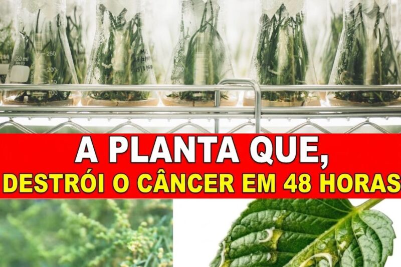 Planta medicinal ou farol de esperança? Os fatos sobre a Artemisia annua e a importância de sua base metabólica.