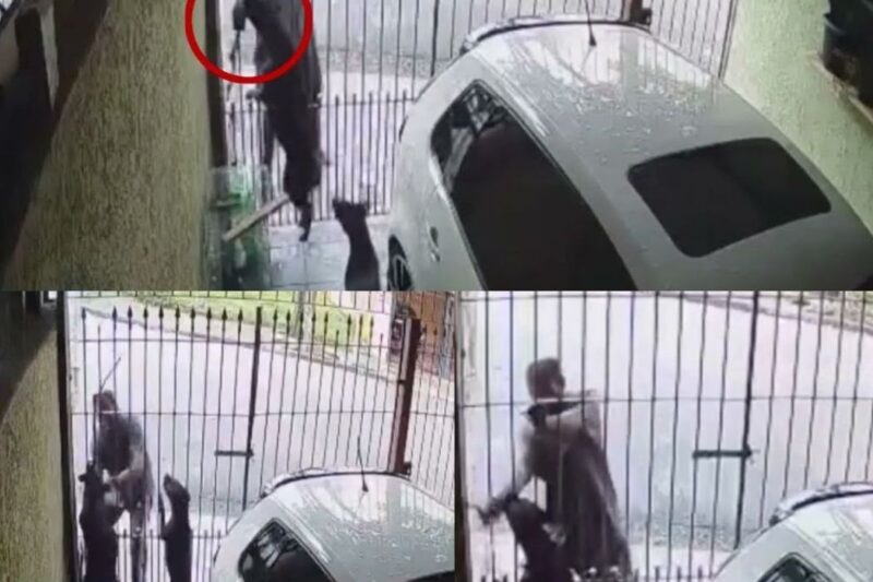 “VOCÊ QUERIA O QUÊ? QUE ELE TE DESSE UM ABRAÇO?” CACHORRO MORDE HOMEM APÓS TENTATIVA DE FURTO E VAGABUNDO AINDA SAI INDIGNADO