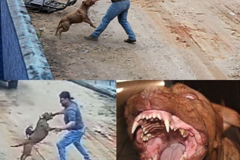“Ele só estava protegendo o território!”: Dona de Pitbull se revolta e ataca homem que Iutou com o animal no SC