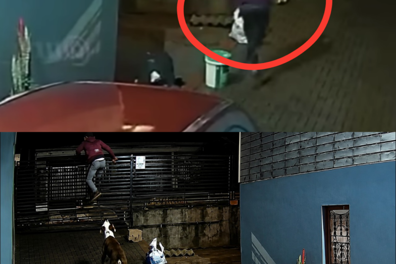 Pitbull impede o pior assalto de uma madrugada em ação surpreendente!