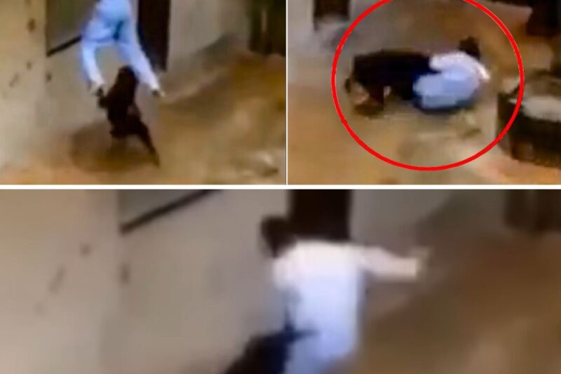 “SE VOCÊ CAIR, ELE VAI TE VIVO! JÁ ERA PARA VOCÊ, MALANDRO!”: Invasão Domiciliar Termina em Horror Após Assaltante Ficar Pendurado em Telhado e Ser Arrastado por Mandíbulas de Cão de Guarda no Interior de São Paulo