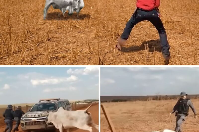 “ESSES QUATRO SARGENTOS ACHAVAM QUE O TREINAMENTO MILITAR SERVIA PARA PEITAR UM TOURO, MAS CAÍRAM NA PRÓPRIA SOBERBA!”