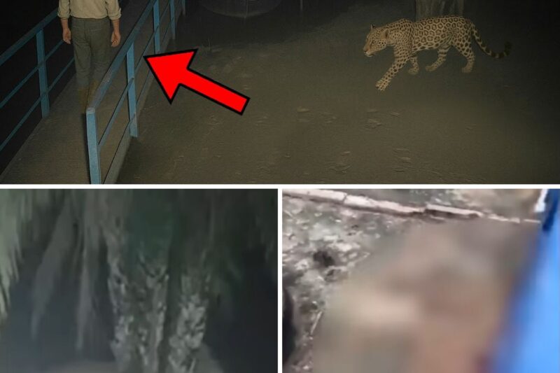 “VAI COMER O JORGE! DÃO, NÃO COME NÃO!”: O Alerta Macabro Em Tom De Brincadeira, O Rastro De Sangue No Chão Do Rancho E  Do Ataque Brutal Da Onça-Pintada De 94 kg Que Dilacerou O Caseiro