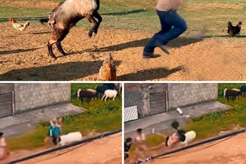 “SAI DE PERTO, SEU BODE FILHO DA PUTA! EU SÓ QUERIA UMA FOTO E VOCÊ JÁ DEU DOIS PASSOS PARA TRÁS PARA ME ARREBENTAR?!”: O Preço Da Vaidade Na Lama, O Ataque Brutal Do Bode Enfurecido E A Fratura Da Soberba Urbana No Interior 