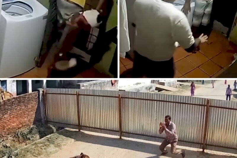 “DOIDO, GENTE A CORRER ATRÁS DE MIM ALI, BRUNO! O CÃO ME MORDEU! LEVA-ME PRO HOSPITAL, DOIDO, O SEU CACHORRO ACABOU COM O MEU BRAÇO!”: A Noite De Terror Do Assaltante Em Teresina, A Emboscada Implacável Do Cão Rambo E O Clamor Inacreditável Que Virou Piada No Submundo Do Crime