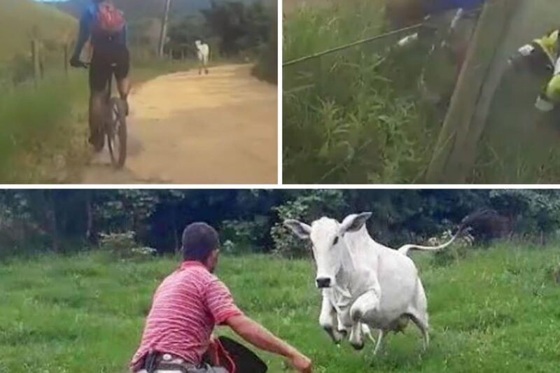 “ESSA VACA NEGLIGENTE E IDIOTA ACHOU MESMO QUE PODERIA BLOQUEAR A NOSSA PISTA E ATRAPALHAR O NOSSO TREINO DE LUXO?! SAI DA FRENTE, SUA BURRA!”: A Insolência Urbana Na Estrada Rural, O Ataque Fulminante Do Nelore E O Massacre Do Ciclista Que Hostilizou O Gado