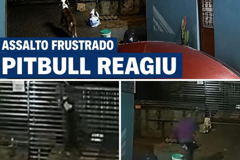 “AQUELE QUINTAL ESTÁ FACINHO, VOU PULAR O PORTÃO E LEVAR TUDO O QUE CONSEGUIR ANTES QUE A CASA ACORDE!”: Invasão Noturna Em Chapecó Termina Em Pânico Absoluto Após Criminoso Ser Caçado Por Pitbull Implacável E Escalar Portão Em Tempo Recorde Para Salvar A Própria Pele