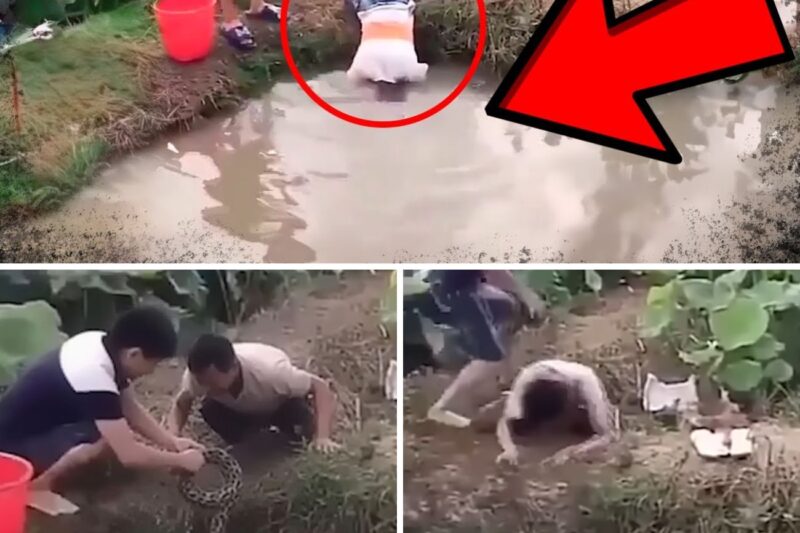 “MEU DEUS, ELA ABOCANHOU O ROSTO DELE!”: O Ataque Macabro de Cobra Oculta que Terminou em Tragédia Real Após Homem Enfiar a Cabeça em Lago Para Procurar Peixes