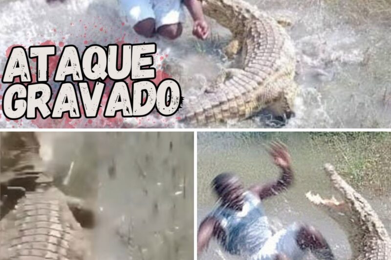 “EU SOU ACUSTOMADO COM ELES, VOU MOSTRAR COMO SE FAZ!”: Homem Ignora Avisos, Puxa Cauda de Crocodilo Gigante Diante das Câmeras e Quase Tem Braço Decepado em Ataque Brutal