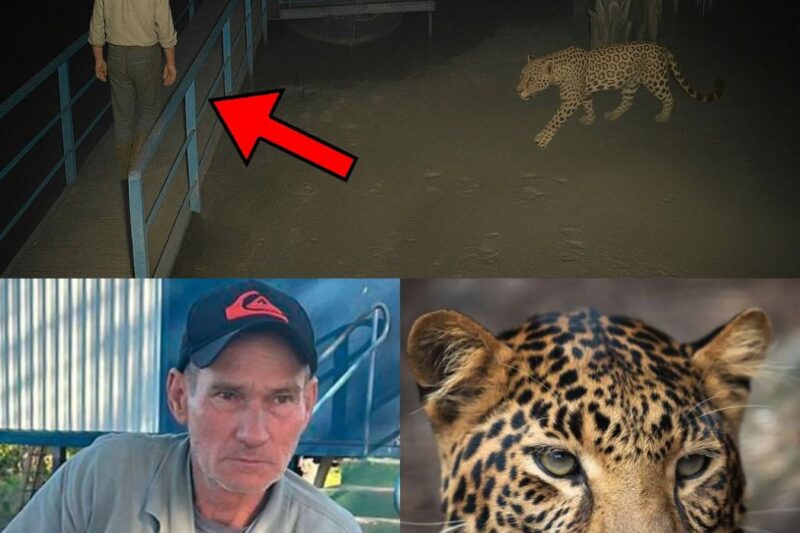 Tragédia no Pantanal: A Cronologia Real do Ataque de Onça-Pintada que Vitimou um Caseiro em Mato Grosso do Sul